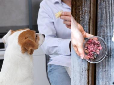 Si va a realizar un cambio en la comida de su mascota, consulte con un veterinario.