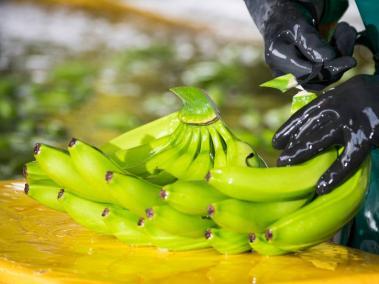 Producción de Banano en Colombia