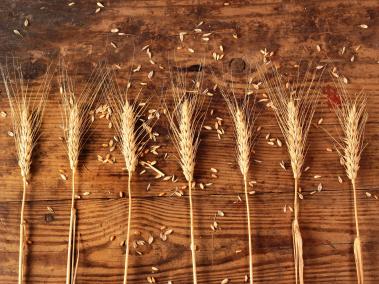 Las espigas de trigo son relacionadas con la abundancia de las cosechas.
