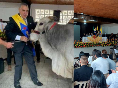 Posesión de alcalde Filandia, Quindío, con su toro.