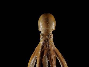 NYT: Modelo en vidrio de los Blaschka del Octopus salutii .