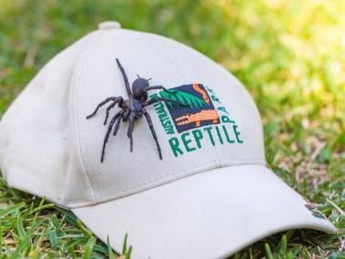 Una araña venenosa de tamaño inusualmente grande, de casi 8 centímetros, fue hallada por unos vecinos en la costa sureste de Australia.