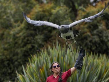 Una profesional en cuidado animal hace ejercicios de entrenamiento con un águila de páramo durante una exhibición en el bioparque La Reserva, en Cota (Cundinamarca).