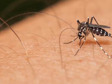 El dengue “es una enfermedad viral aguda” que llega a afectar a cualquier persona sin importar su edad.