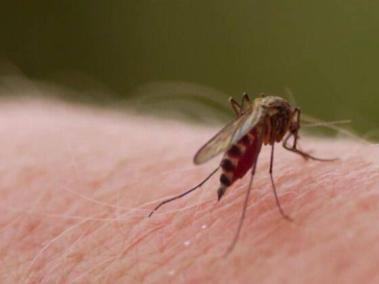 Dengue en el Valle llega a los 900 casos.