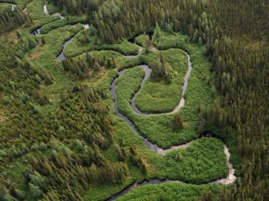 NYT: La franja de bosque boreal más grande del mundo se ubica en Canadá. Una porción de bosque boreal en el norte de Quebec.