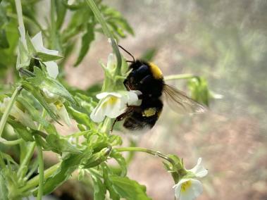 NYT: Al usar su propio polen para fertilizarse, los pensamientos habrían hecho menos atractivas sus flores para los abejorros.