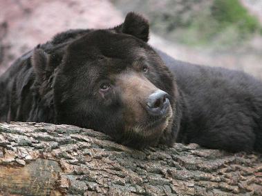 Los osos negros sanan mientras duermen.