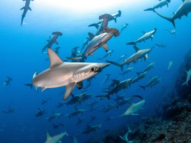NYT: Un estudio halló que se mataron 80 millones de tiburones en todo el mundo en el 2017, contra 76 millones en el 2012.