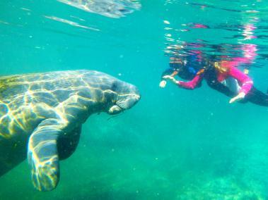 El nado con manatíes es una de las aventuras inolvidables en Crystal River, Florida.