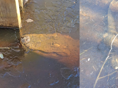 Se reportaron caimanes congelados en el parque Swamp Park & Outdoor Center, ubicado en Carolina del Norte, Estados Unidos.