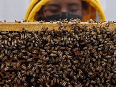 Fotografía de archivo fechada el 1 de octubre de 2021 que muestra a investigadores de la Universidad del Rosario mientras realizan un estudio con abejas.