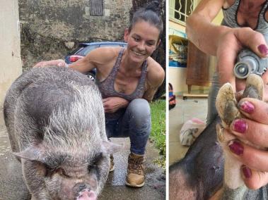 La francesa que cuida las uñas y colmillos de los cerdos en Francia