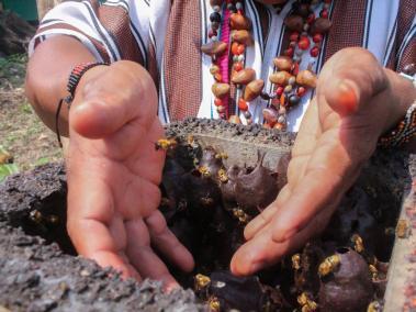 NYT: Deforestation, pesticides, climate change and competition with the honey bee imperil Peru's stingless bee population.