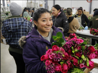 Los productores de flores son los más beneficiados en San Valentín.