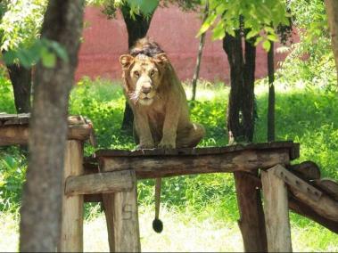La víctima entró al recinto del león, evadiendo los controles de seguridad del zoológico.