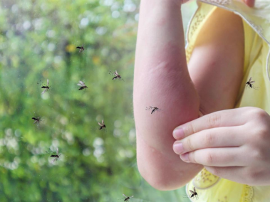 La picadura de los mosquitos puede traer consigo una serie de enfermedades peligrosas.