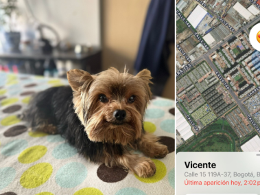 Vicente, perro robado en Bogotá