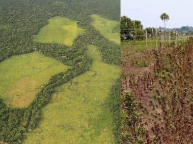 Según el Ideam, la región de la Amazonia, que en el norte de Colombia empieza en Mapiripán, la deforestación fue del 61,65 por ciento en 2023.