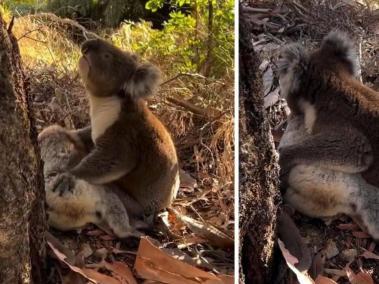 Desde el 2022 este marsupial es considerado una especie en peligro de extinción.