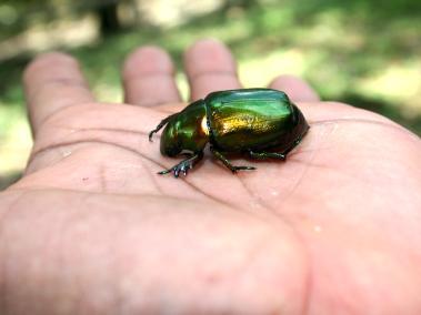 El Chalcochlamys dohrni, una especie de escarabajo endémica de Colombia.