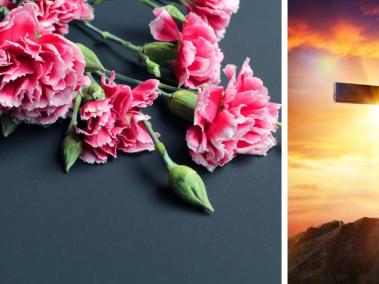Los claveles rosados son símbolo de amor y matrimonio.
