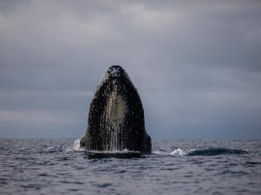 La cabeza de una ballena jorobada emeje a la superficie del mar en Bahía Solano, Chocó.