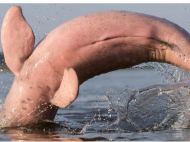 El delfín rosado se encuentra en peligro de extinción.