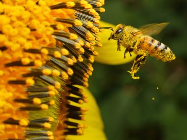 Las abejas cumplen un papel fundamental en la polinización