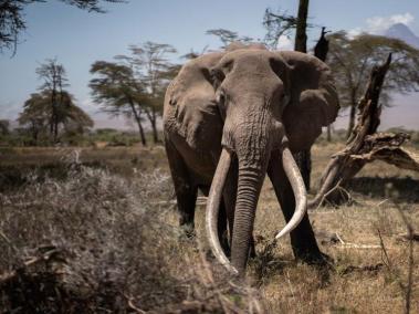 Botswana tiene cerca de un tercio de la población mundial de elefantes. 