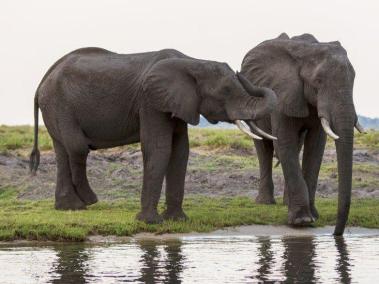 Botswana ha donado miles de elefantes a países vecinos. 