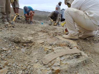 El Titanomachya gimenezi es el primer saurópodo reconocido en la formación La Colonia en Argentina.