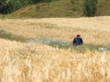 Cultivo de cebada que está a dos semanas para convertirse en cosecha.