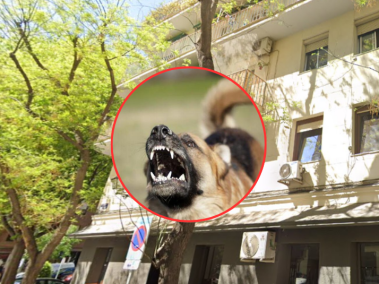 Hallan el cadáver de un hombre devorado en parte por su perro en Madrid