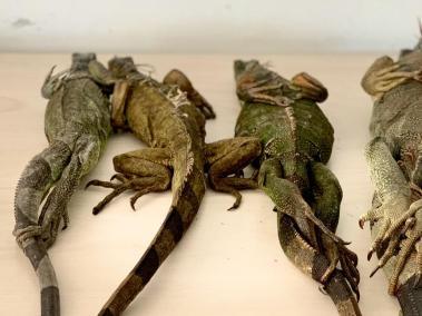 iguanas