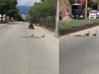 Patos cruzando el anillo vial