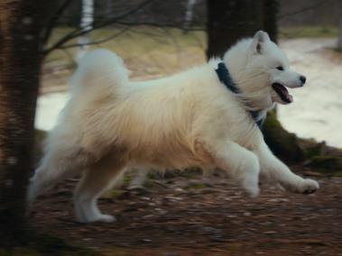 Félix el samoyedo de Asics