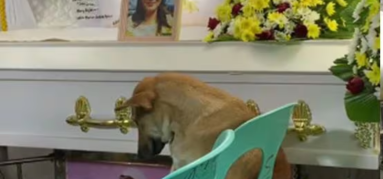 Los asistentes del funeral de la dueña del cachorro capturaron el emotivo momento en video.