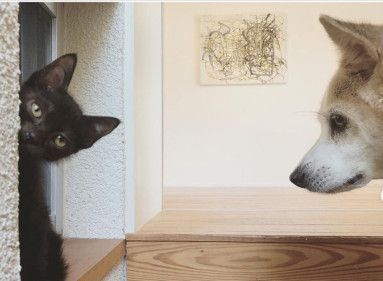 Uno de los gatos en la cuenta de Instagram @tomochunba