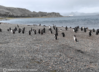 En la Antártida habitan varias especies de pingüinos pero cerca de las bases científicas de la Isla Rey Jorge se pueden ver dos con frecuencia.