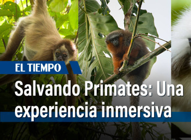 Este proyecto nació como una iniciativa del biólogo, fotógrafo y documentalista colombiano, Federico Pardo.