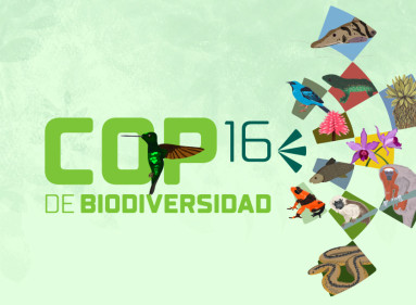 Share especial COP16