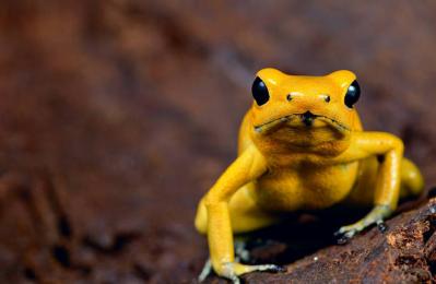 Estas ranas son endémicas de territorio selvático.