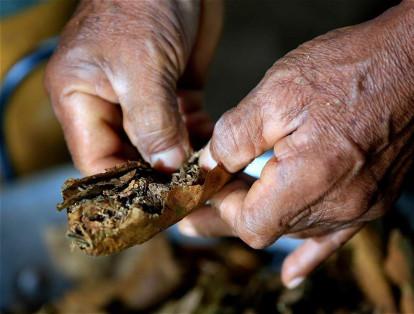 El tabaco es otra planta sagrada de esta comunidad indígena. Múrui Muina significa: 'gente de tabaco, coca y yuca dulce'.