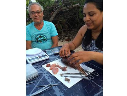 Los biólogos marinos Diana Bustos y Arturo Acero, de la Universidad Nacional sede Caribe, examinan un pez león, una voraz criatura invasora.