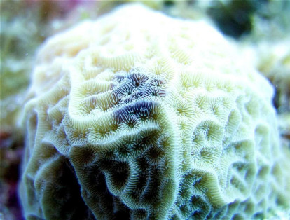 Los puntos negros que produce una extraña infección viral en los corales como este, son objeto de un estudio interinstitucional.