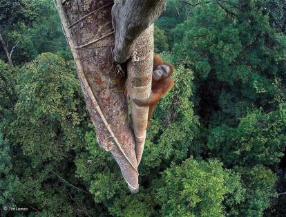 El fotógrafo estadounidense escaló árboles de hasta 30 metros de altura para instalar cámaras GoPro.