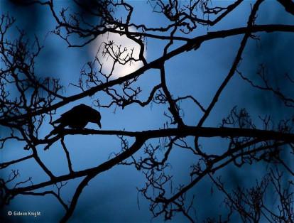 La fotografía fue tomada en el parque Valentines, en Londres. La luz azul del anochecer junto con la luna llamaron la atención del artista.