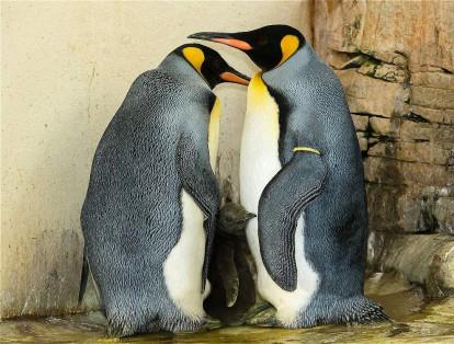 Dos pingüinos rey y su cría en el Zoológico de Schönbrunn en Viena, Austria.