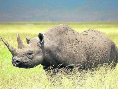 En 2014, el Dallas Safari Club subastó una licencia para cazar y matar a un rinoceronte negro macho, viejo y agresivo por US$350.000.